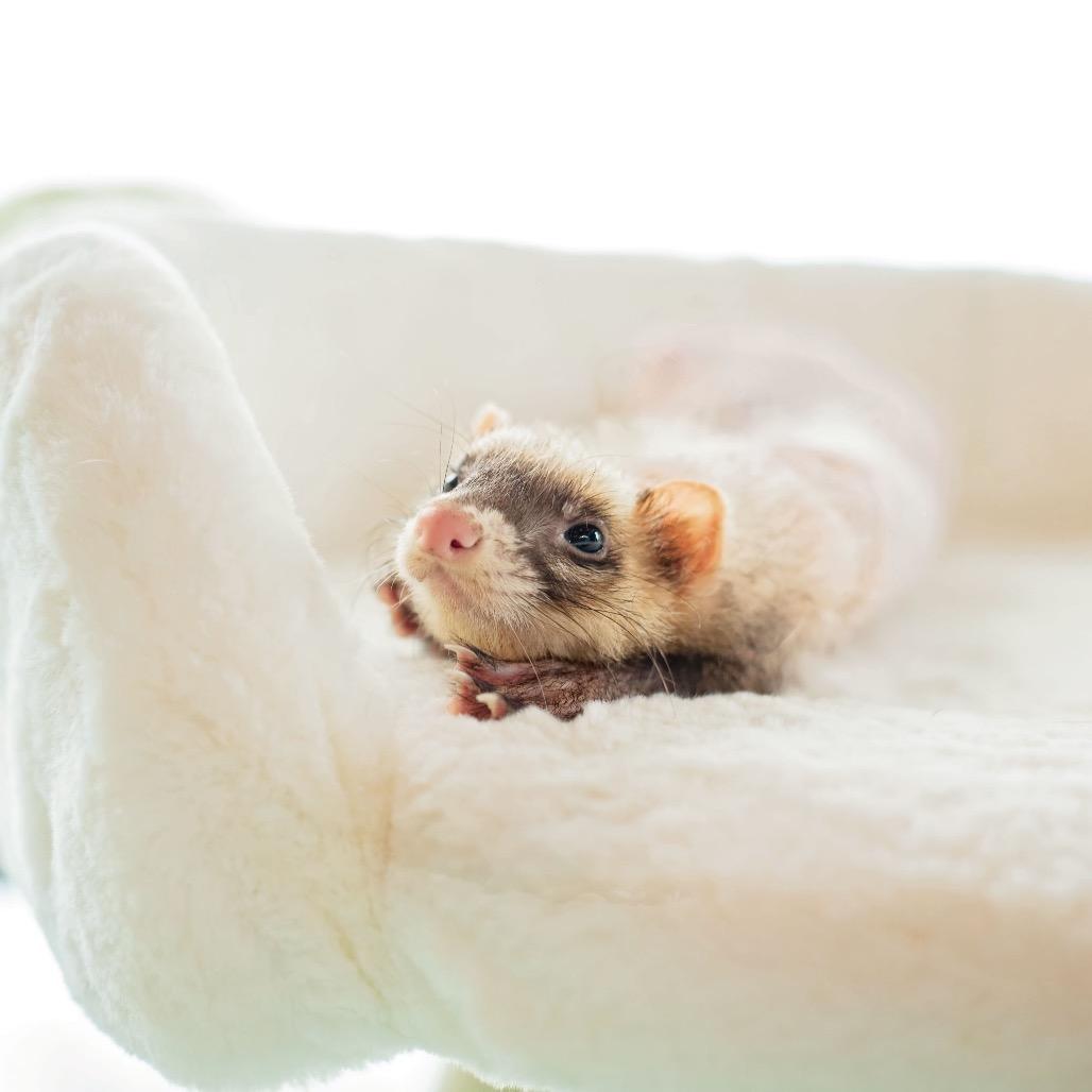 Iggy, Adoptable, Senior Female Ferret.