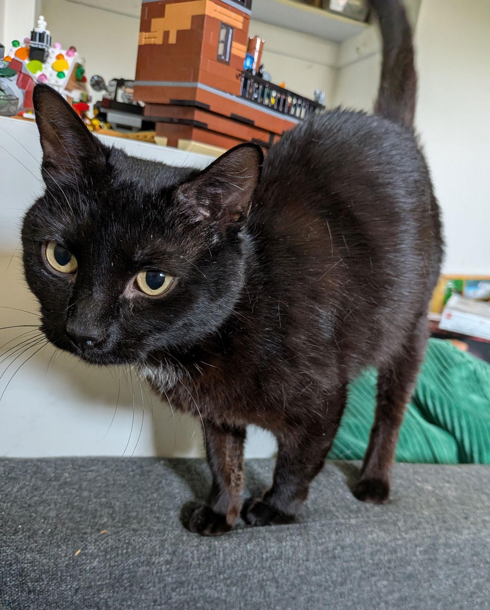 Serena, a Adoptable Domestic Short Hair in Newport, KY image 1/3