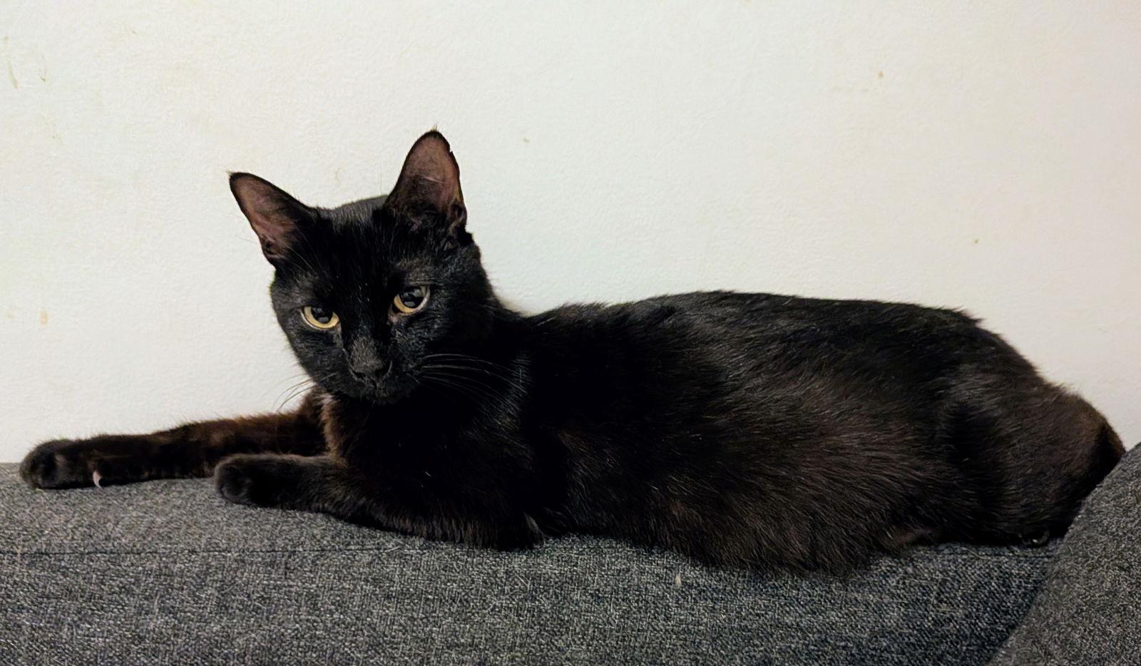 Serena, a Adoptable Domestic Short Hair in Newport, KY image 2/3