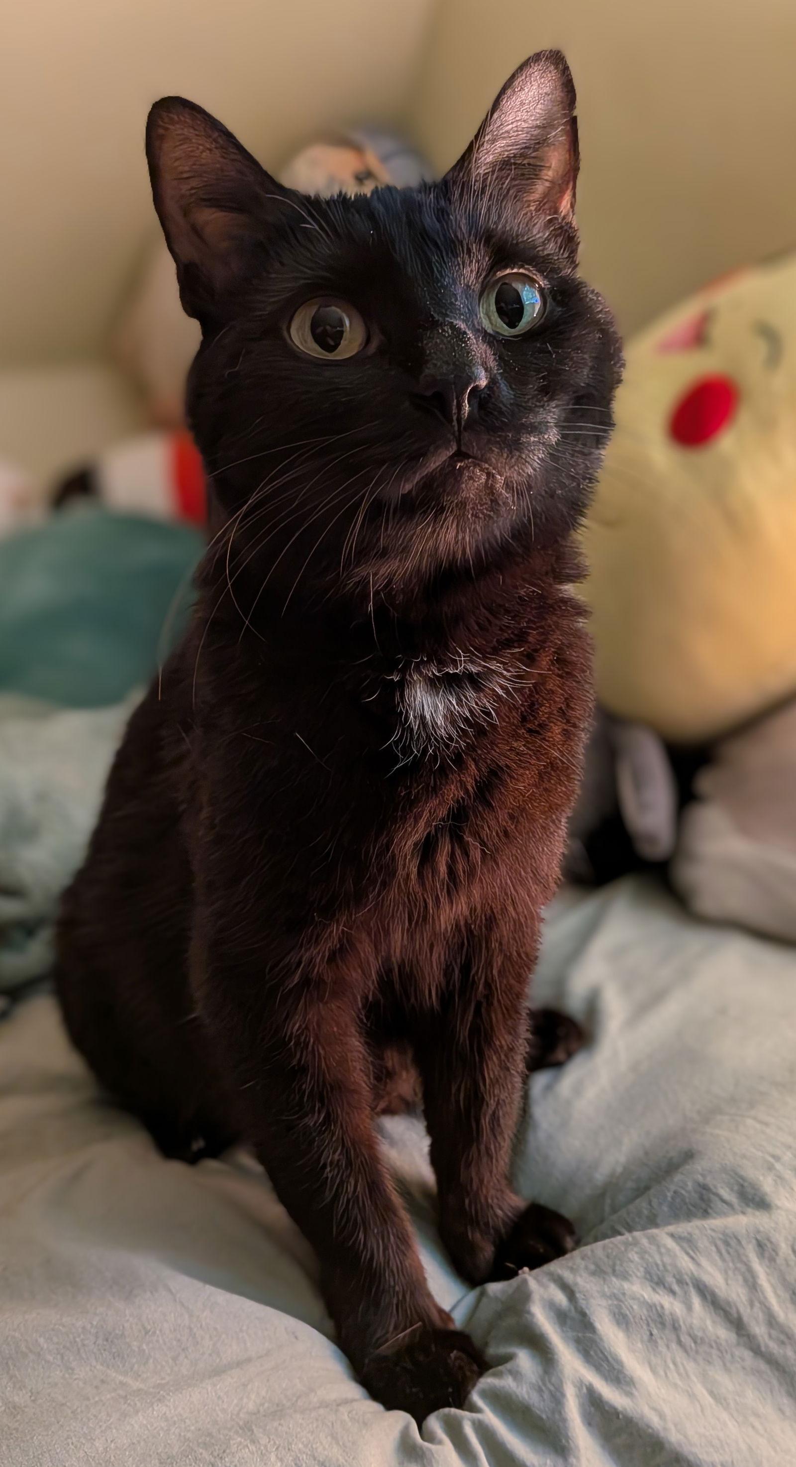 Serena, a Adoptable Domestic Short Hair in Newport, KY image 3/3