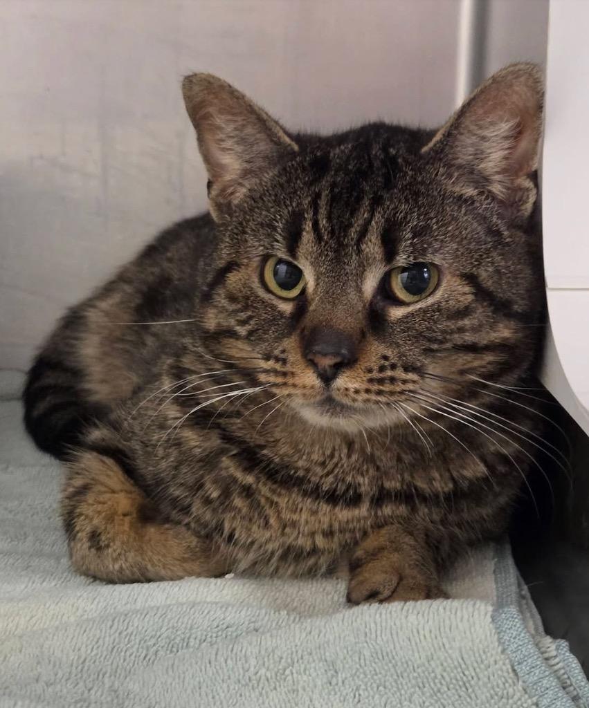 Durwood, Adoptable, Young Male Domestic Short Hair.