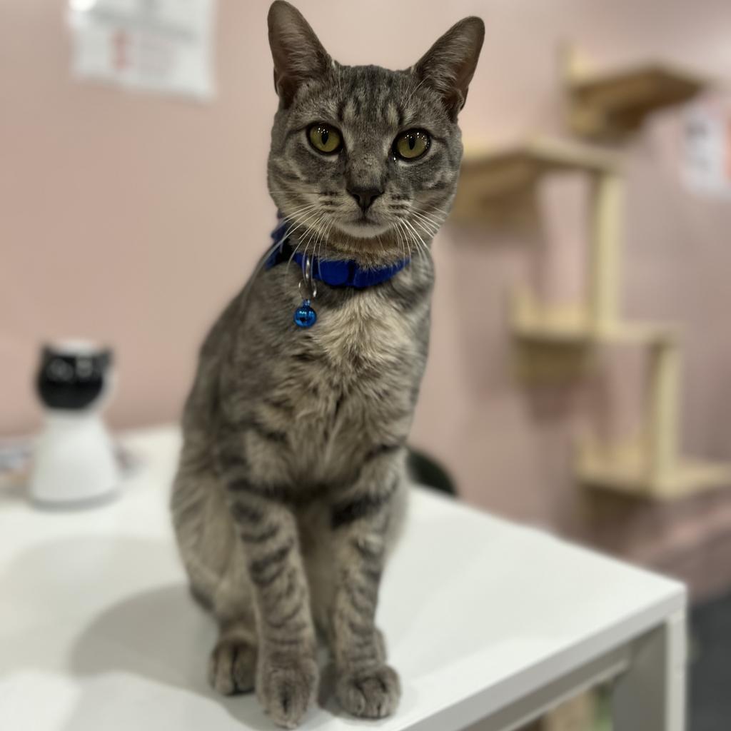 Enlarge Lancelot, a Adoptable Domestic Short Hair in Philadelphia, PA image 1/5