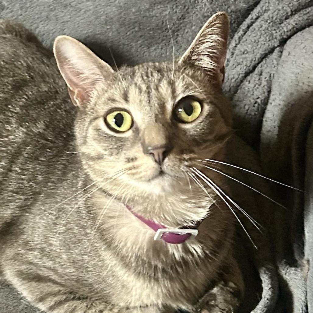 Enlarge Lancelot, a Adoptable Domestic Short Hair in Philadelphia, PA image 2/5