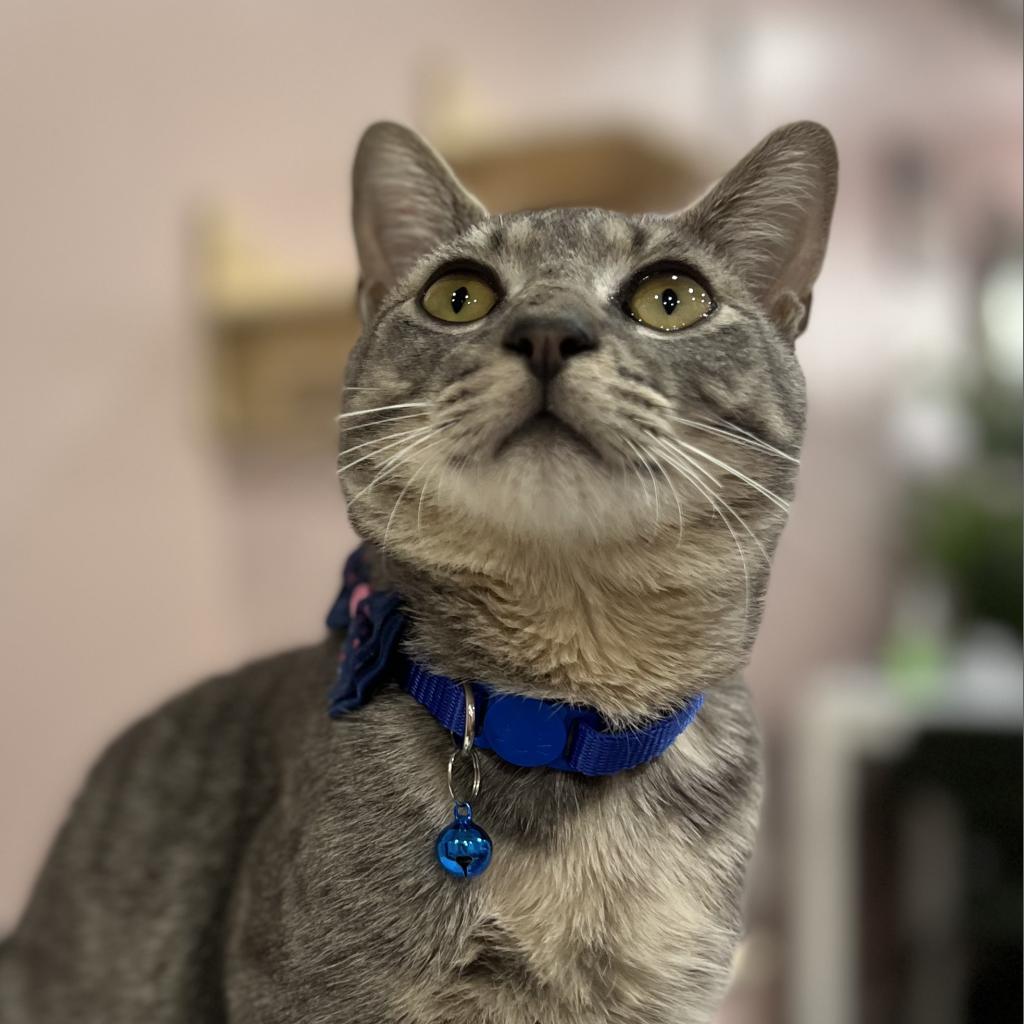 Enlarge Lancelot, a Adoptable Domestic Short Hair in Philadelphia, PA image 3/5