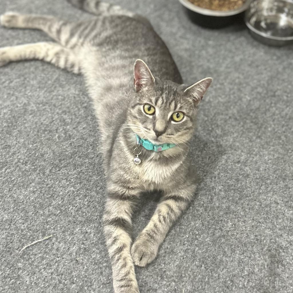 Enlarge Lancelot, a Adoptable Domestic Short Hair in Philadelphia, PA image 4/5