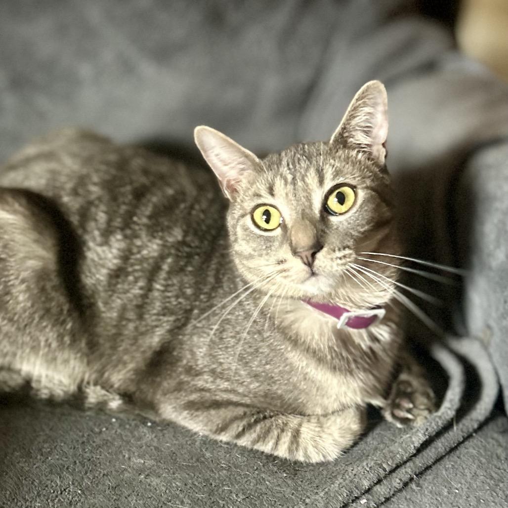 Enlarge Lancelot, a Adoptable Domestic Short Hair in Philadelphia, PA image 5/5