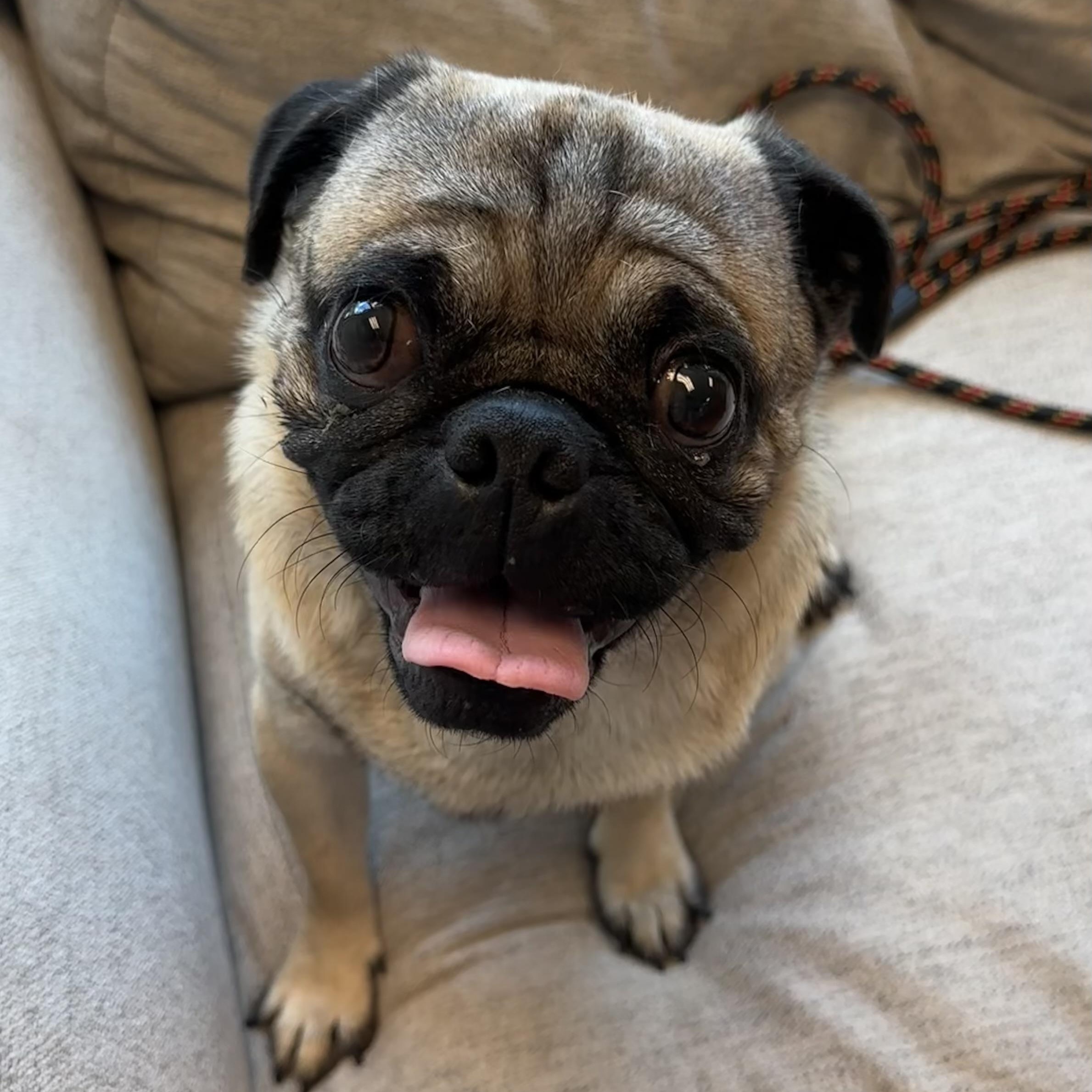 Vince, Adopted, Adult Male Pug.