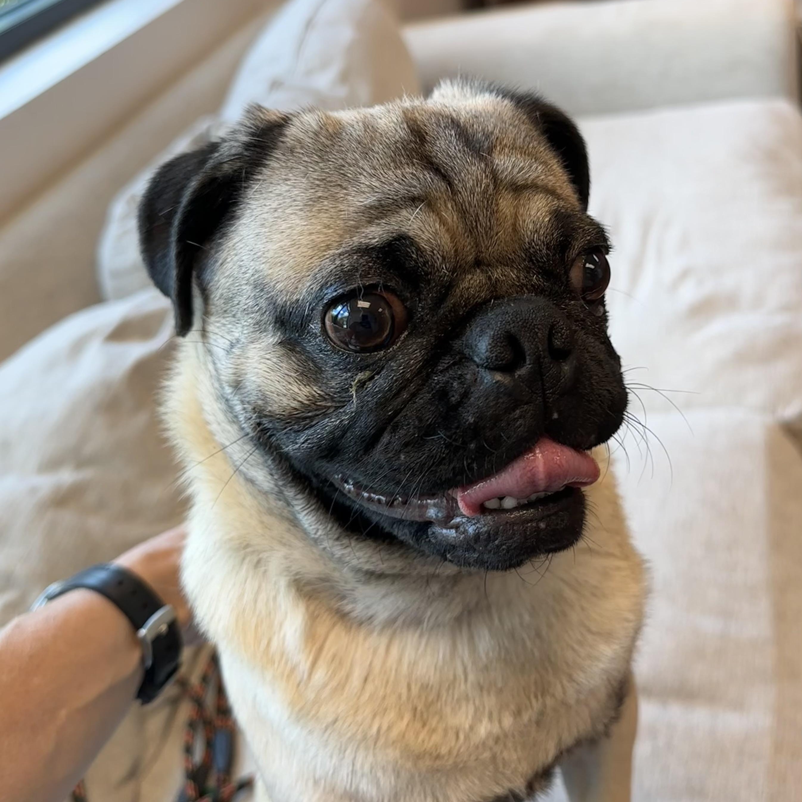 Enlarge Vince, a Adopted Pug in Savannah, GA image 2/3