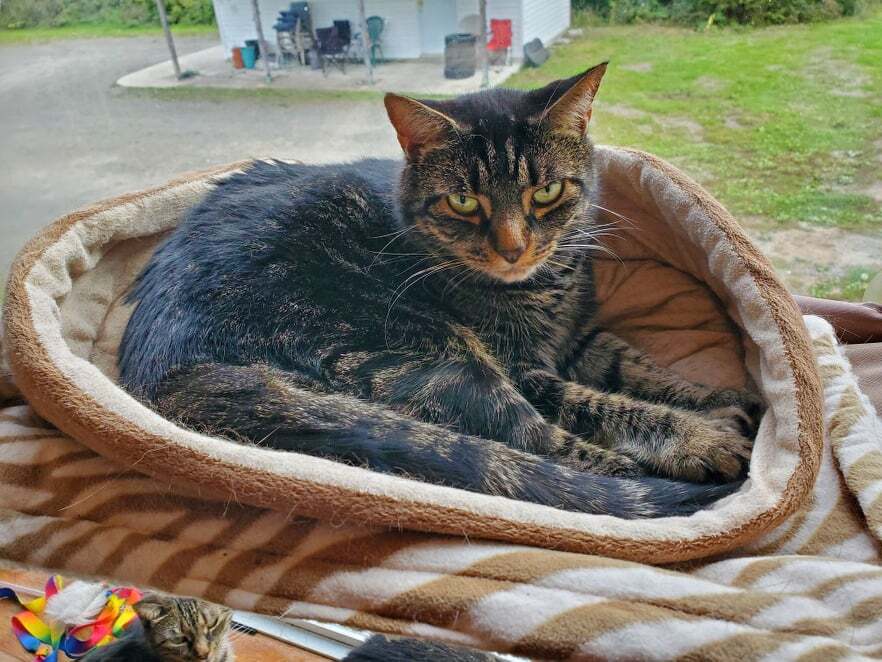 Arendelle and Elsa, Adoptable, Adult Female Domestic Short Hair.