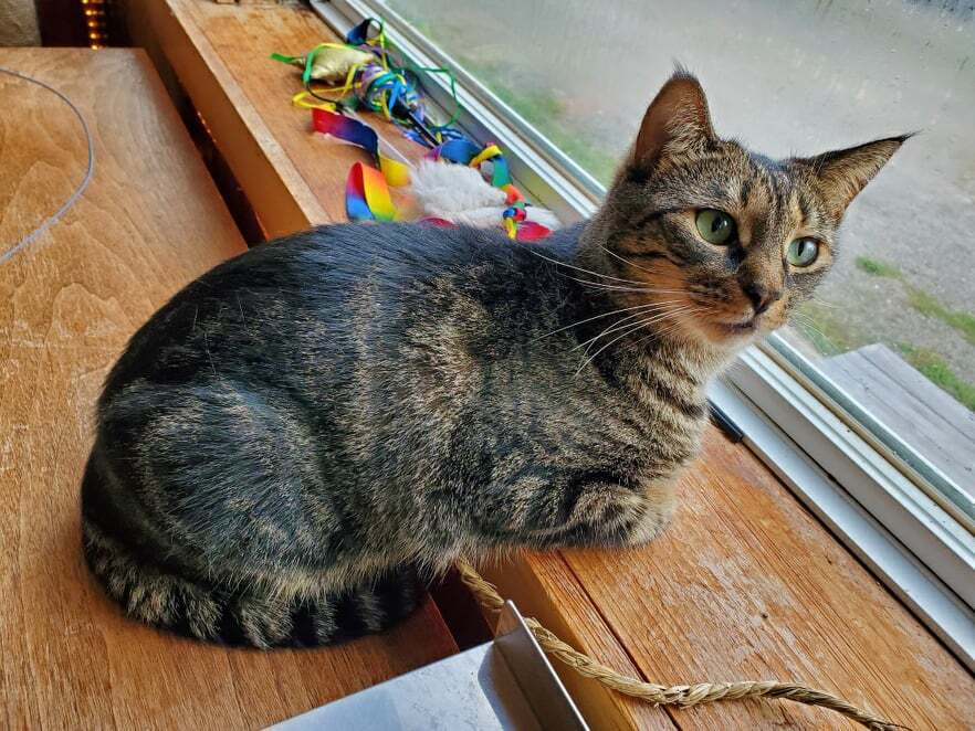 Enlarge Arendelle and Elsa, a Adoptable mixed breed in Fredericton, NB image 2/12