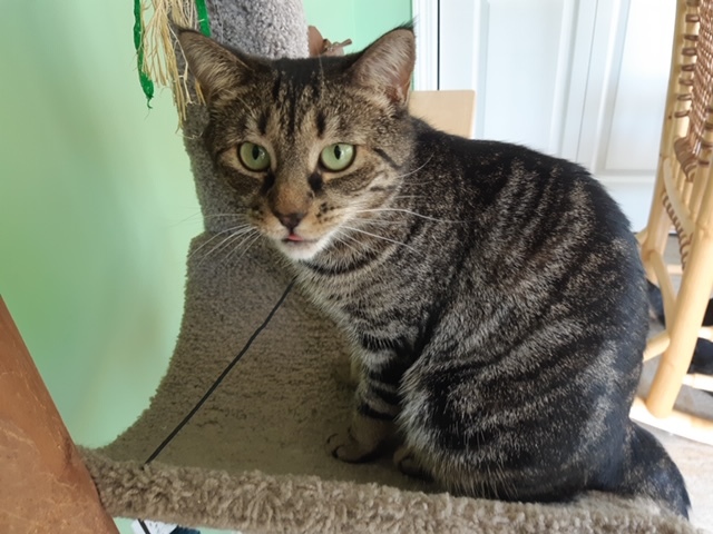 Enlarge Arendelle and Elsa, a Adoptable mixed breed in Fredericton, NB image 3/12