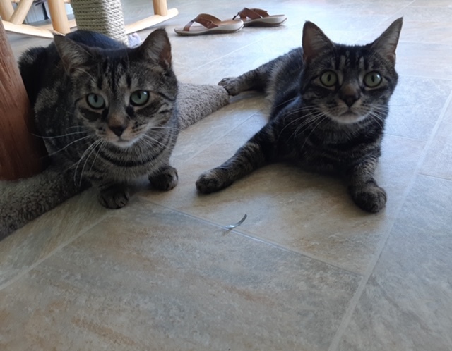 Arendelle and Elsa, Adoptable, Adult Female Domestic Short Hair.