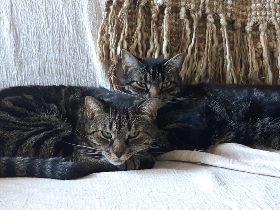 Enlarge Arendelle and Elsa, a Adoptable mixed breed in Fredericton, NB image 5/12