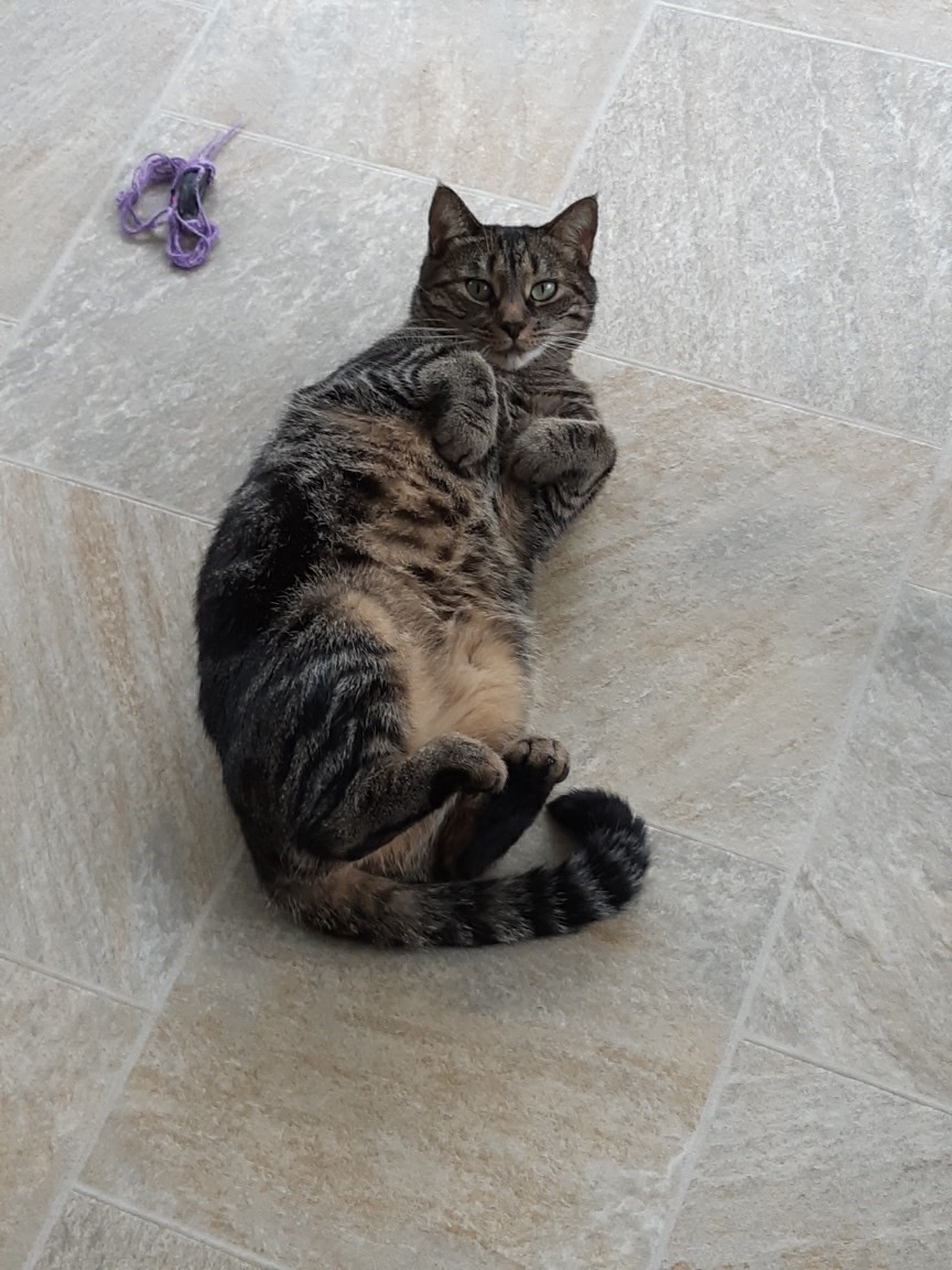 Enlarge Arendelle and Elsa, a Adoptable mixed breed in Fredericton, NB image 6/12