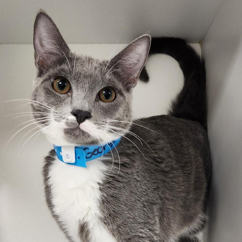 George, Adopted, Young Male Domestic Short Hair.