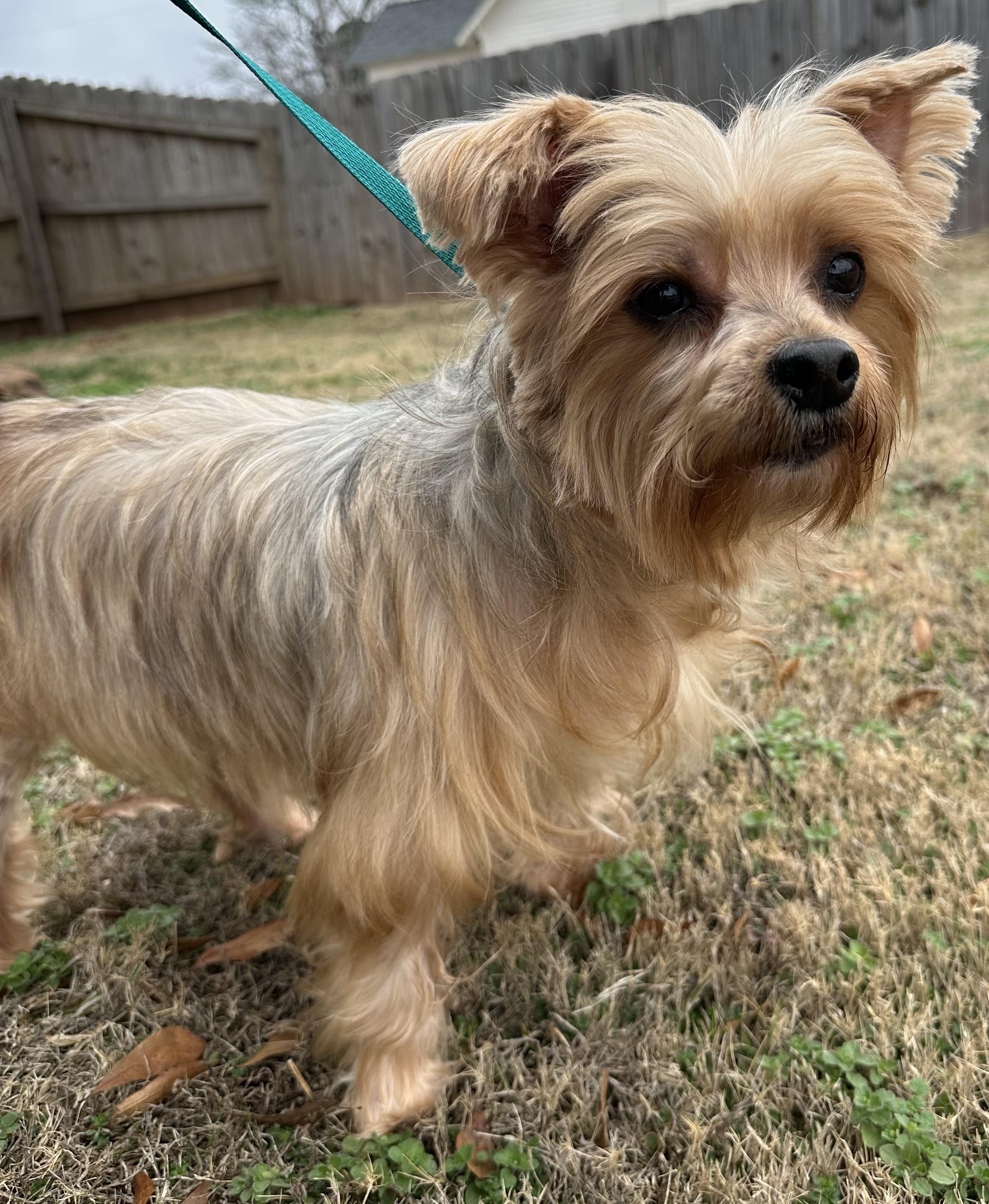 Enlarge Max, an adopted Silky Terrier in Lawrenceville, GA image 4/4