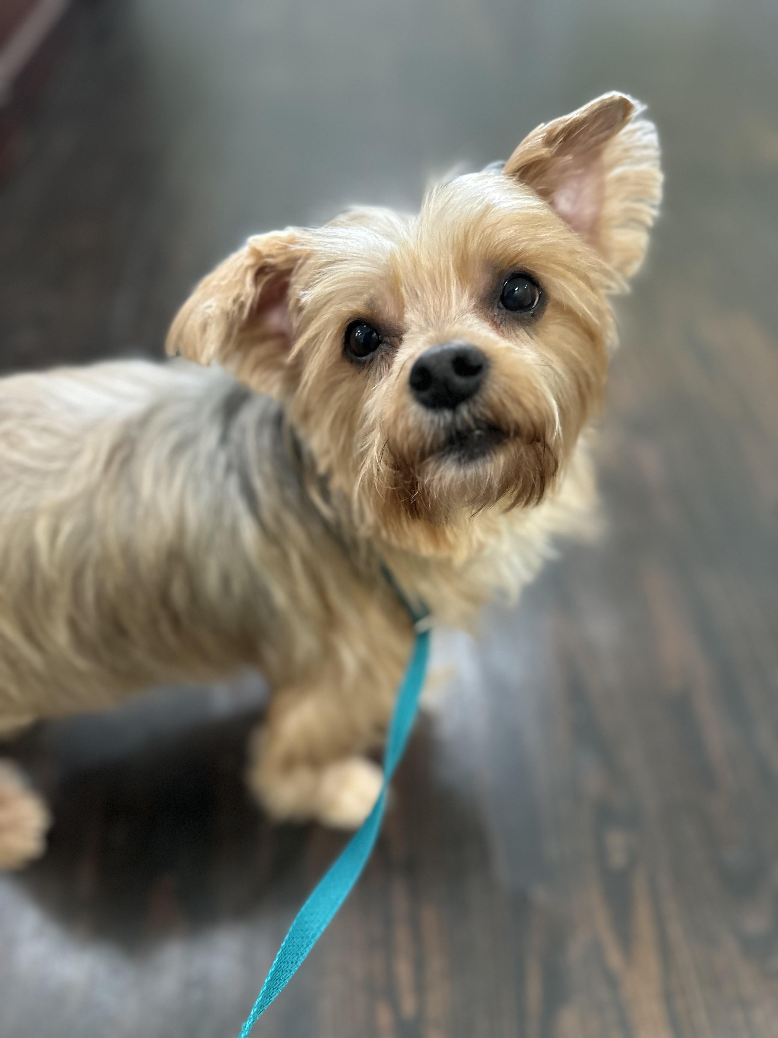 Enlarge Max, an adopted Silky Terrier in Lawrenceville, GA image 3/4