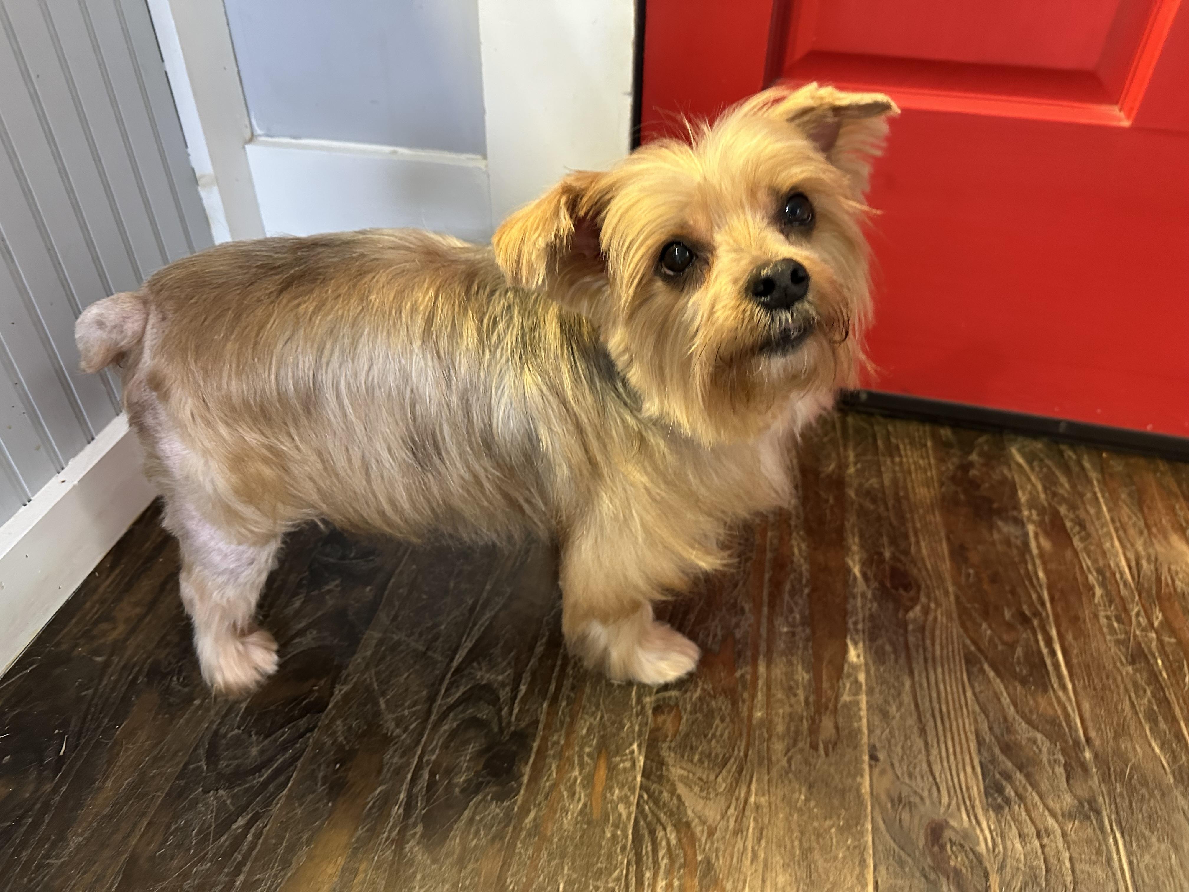 Enlarge Max, an adopted Silky Terrier in Lawrenceville, GA image 2/4