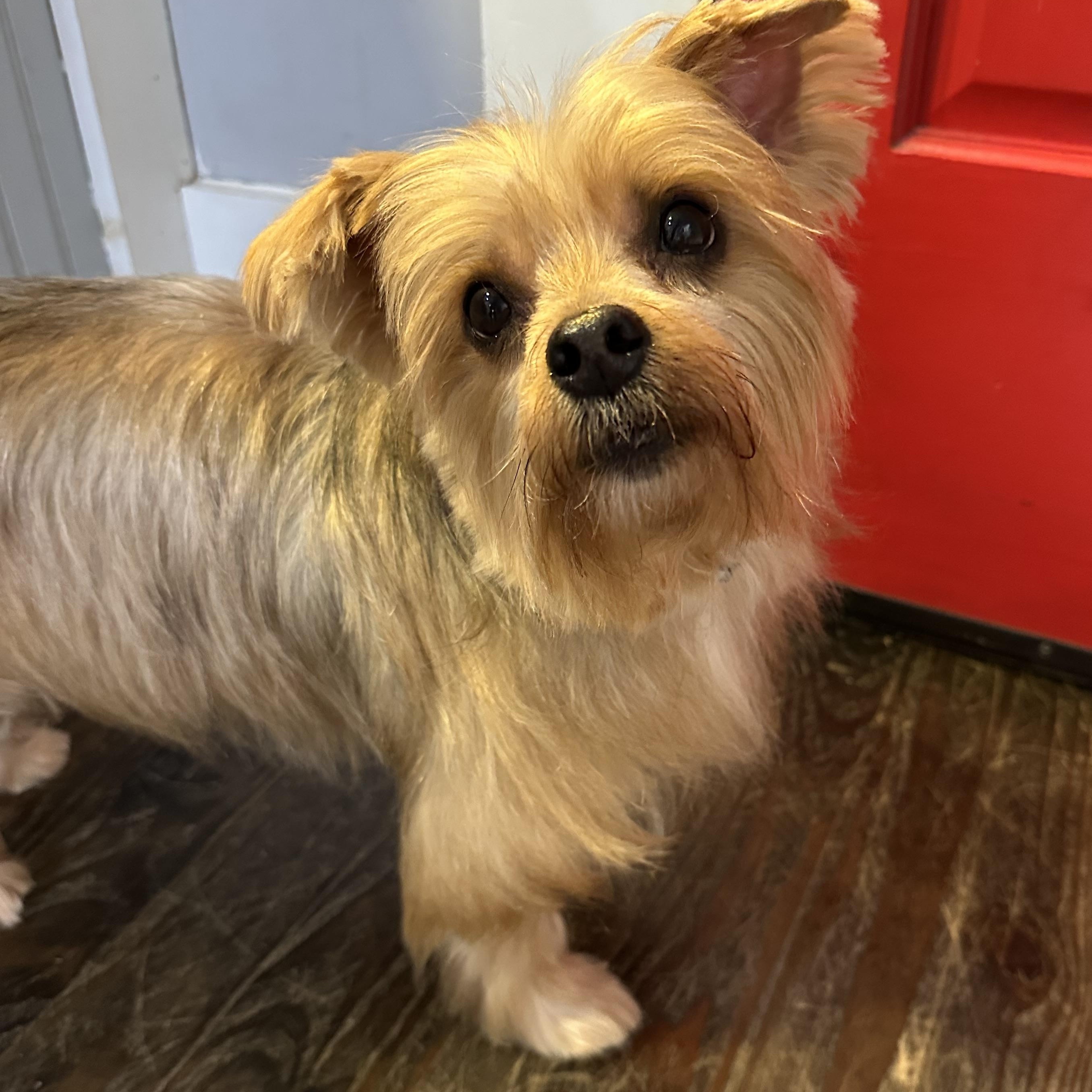 Enlarge Max, an adopted Silky Terrier in Lawrenceville, GA image 1/4
