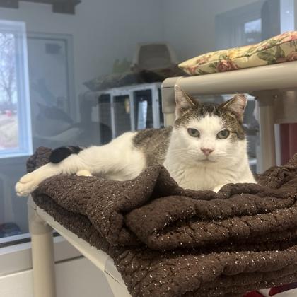 Scrench, Adoptable, Adult Male Domestic Short Hair & Domestic Short Hair.