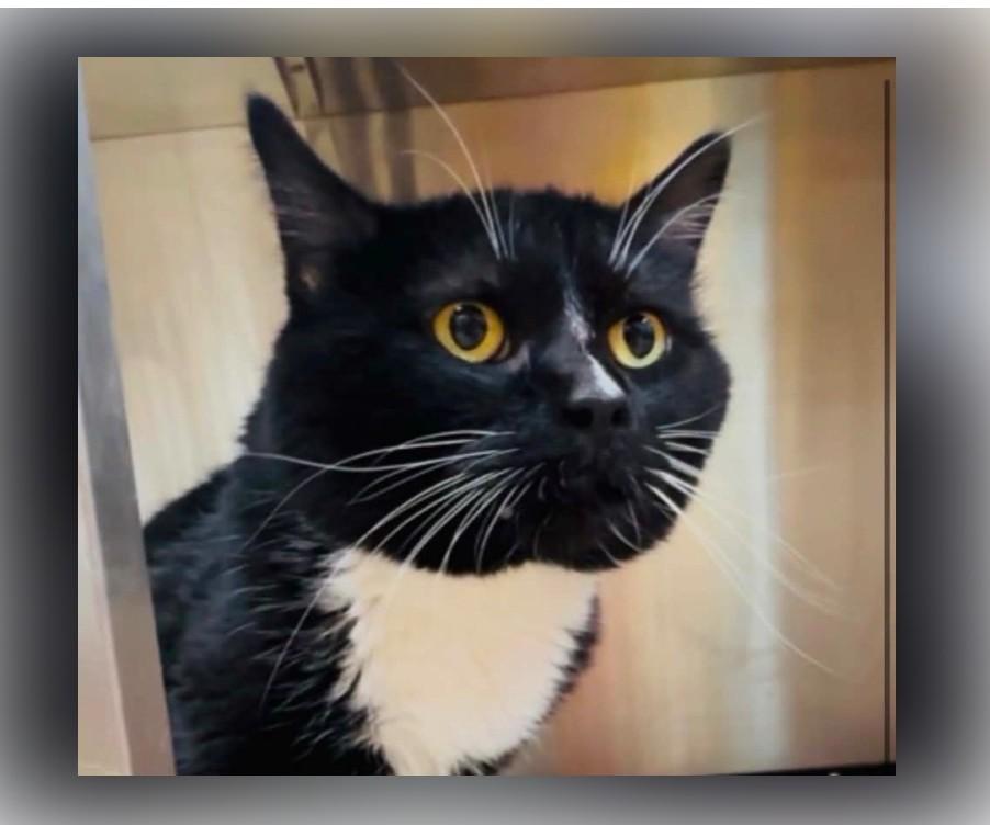 Enlarge Socrates, a Adoptable Domestic Short Hair in Columbia, MO image 1/1