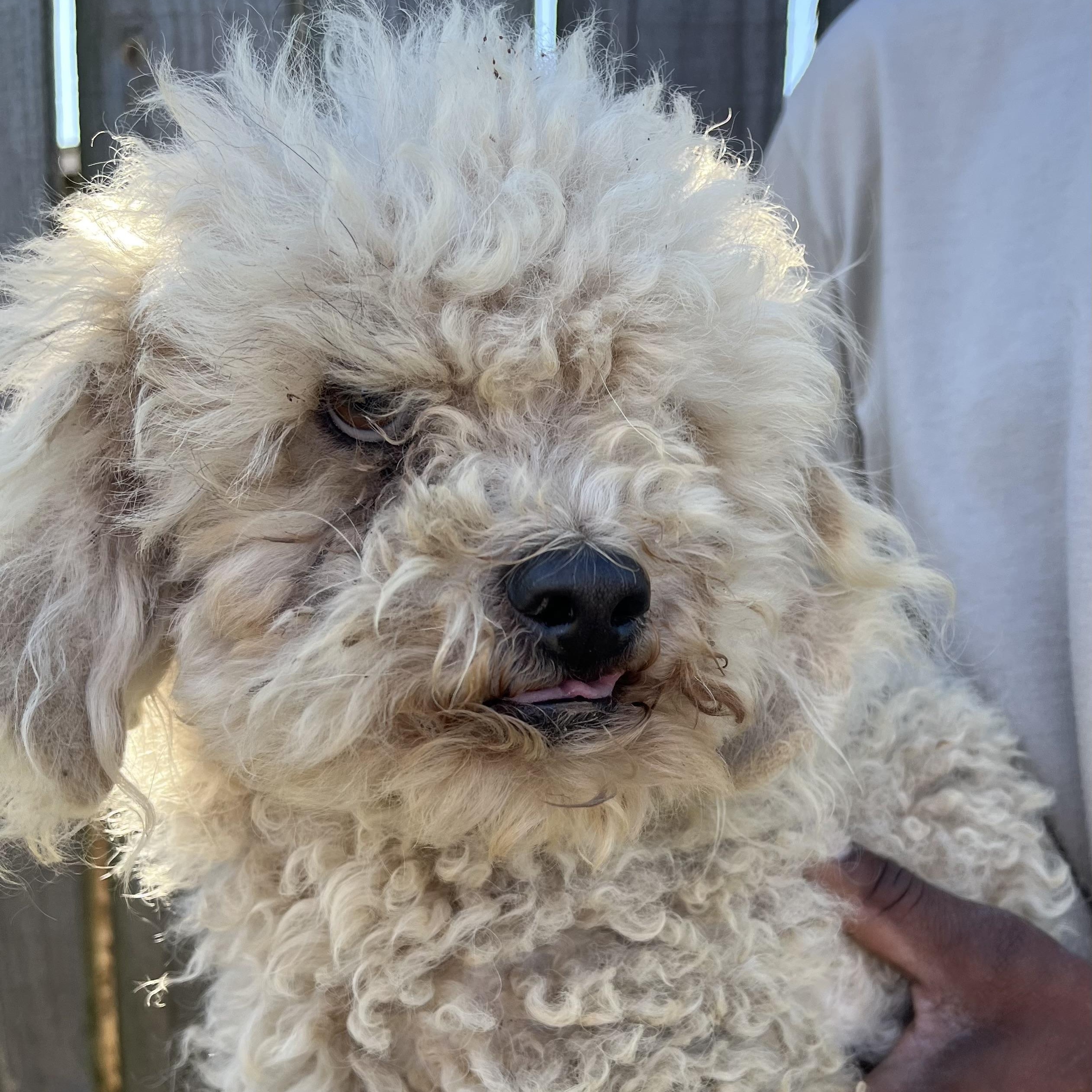 Enlarge Grayson - Local April 10-12, an adoptable mixed breed in Johnston, RI image 4/6