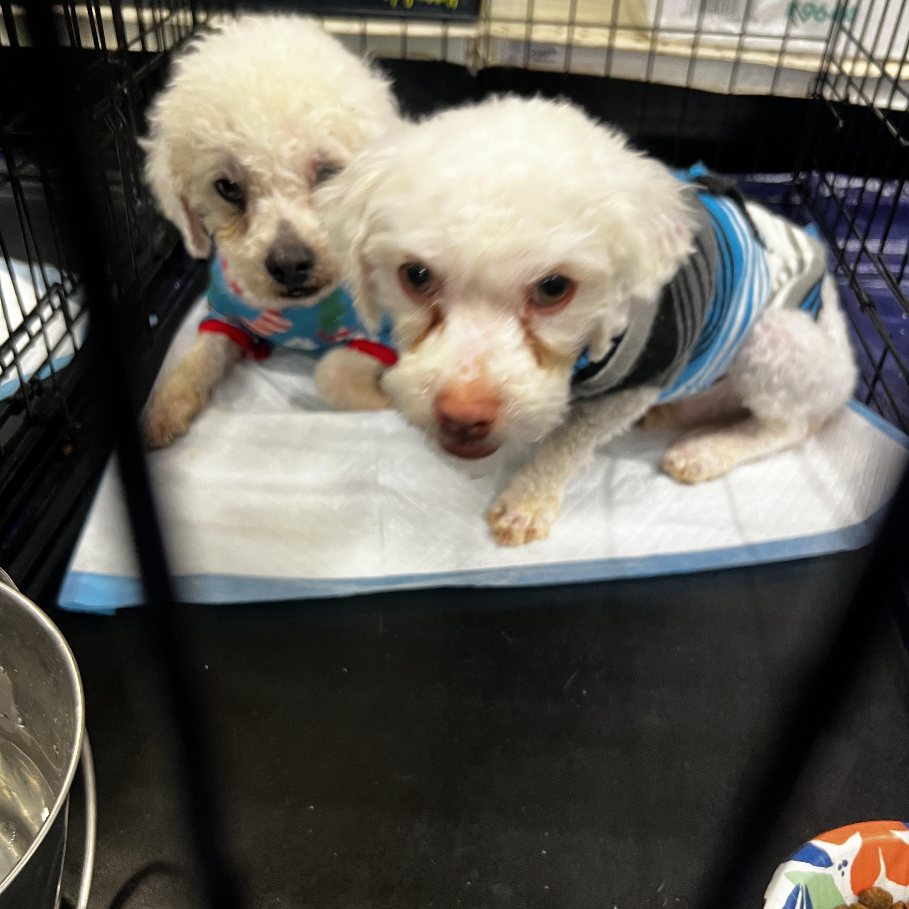 Enlarge Grayson - Local April 10-12, an adoptable mixed breed in Johnston, RI image 5/6