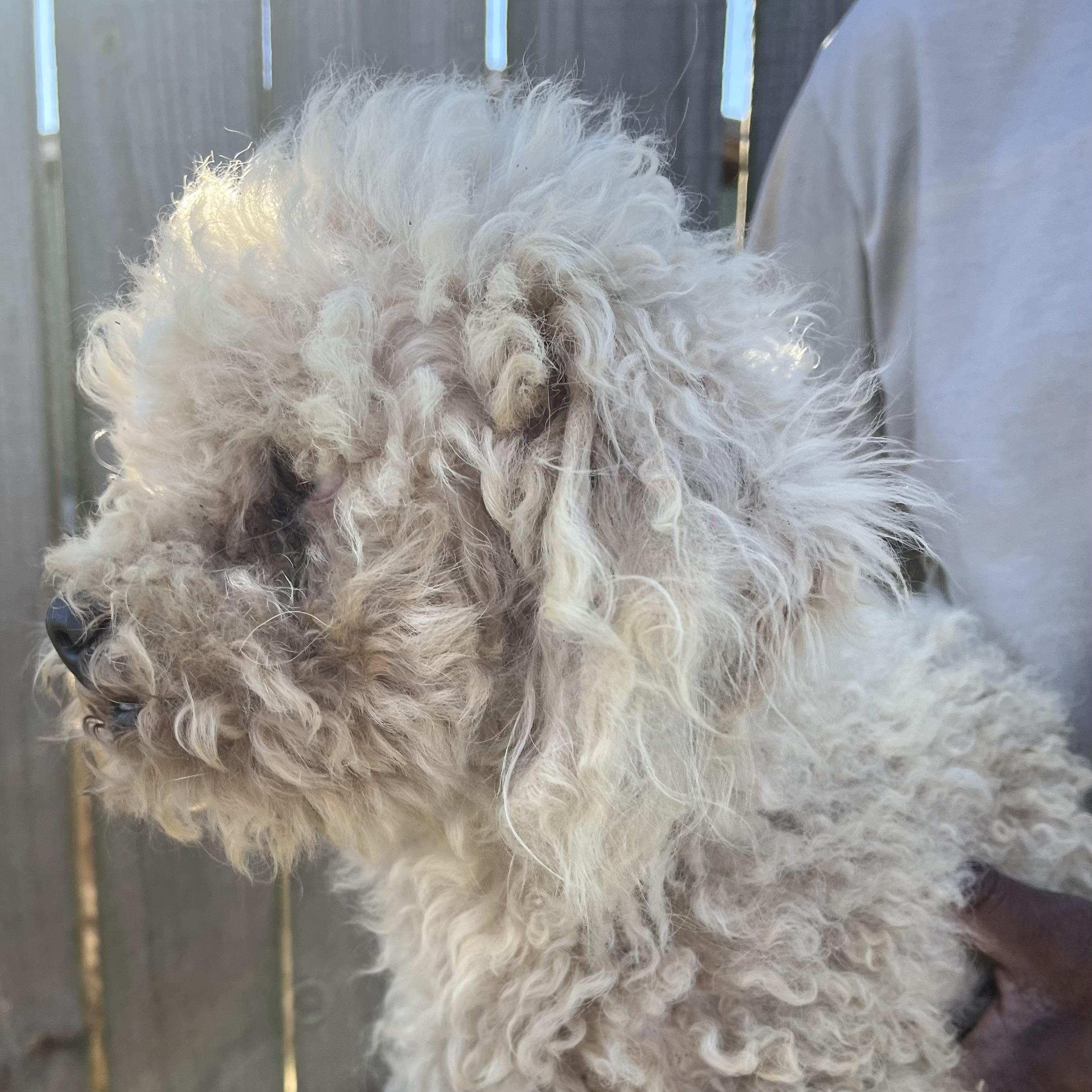 Enlarge Grayson - Local April 10-12, an adoptable mixed breed in Johnston, RI image 3/6