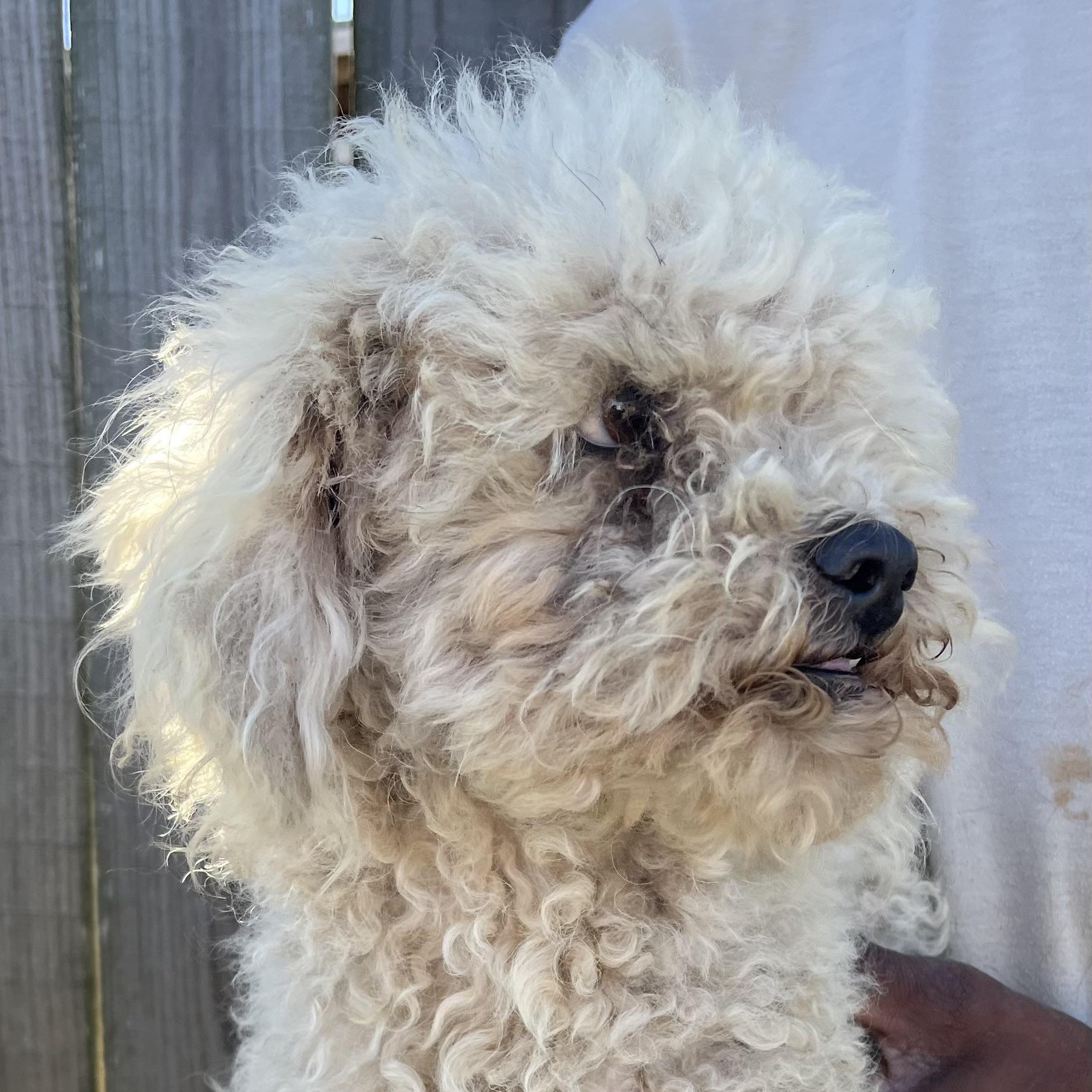 Grayson - Local February 13-15, adoptable, Adult Male Poodle.