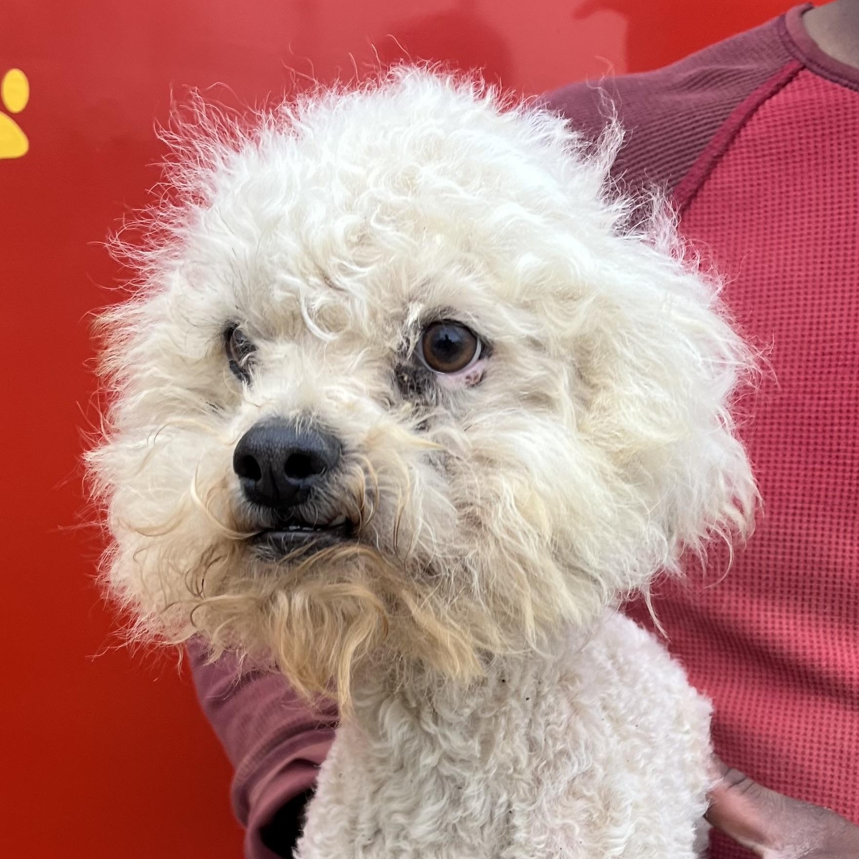 Enlarge Grayson - Local April 10-12, an adoptable mixed breed in Johnston, RI image 1/6