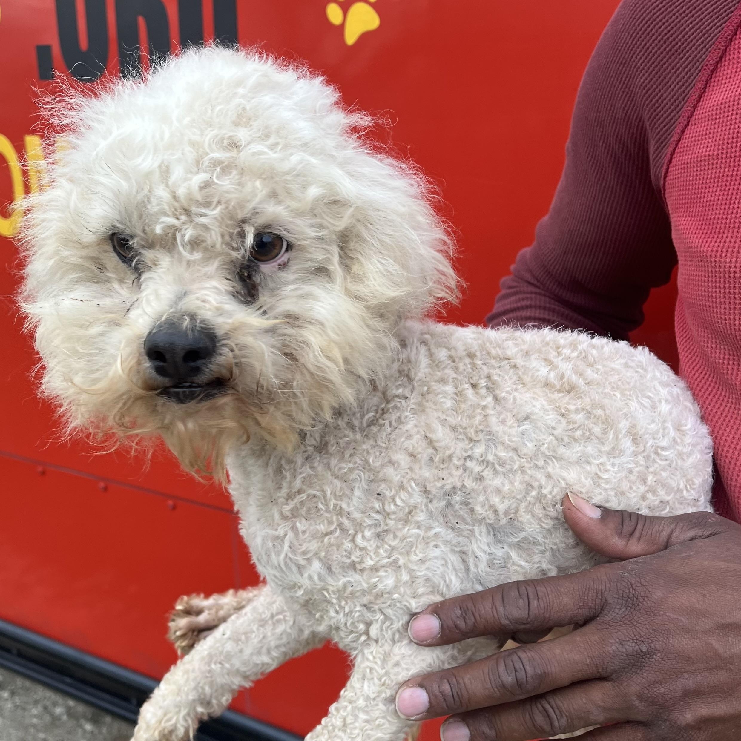 Enlarge Grayson - Local April 10-12, an adoptable mixed breed in Johnston, RI image 2/6