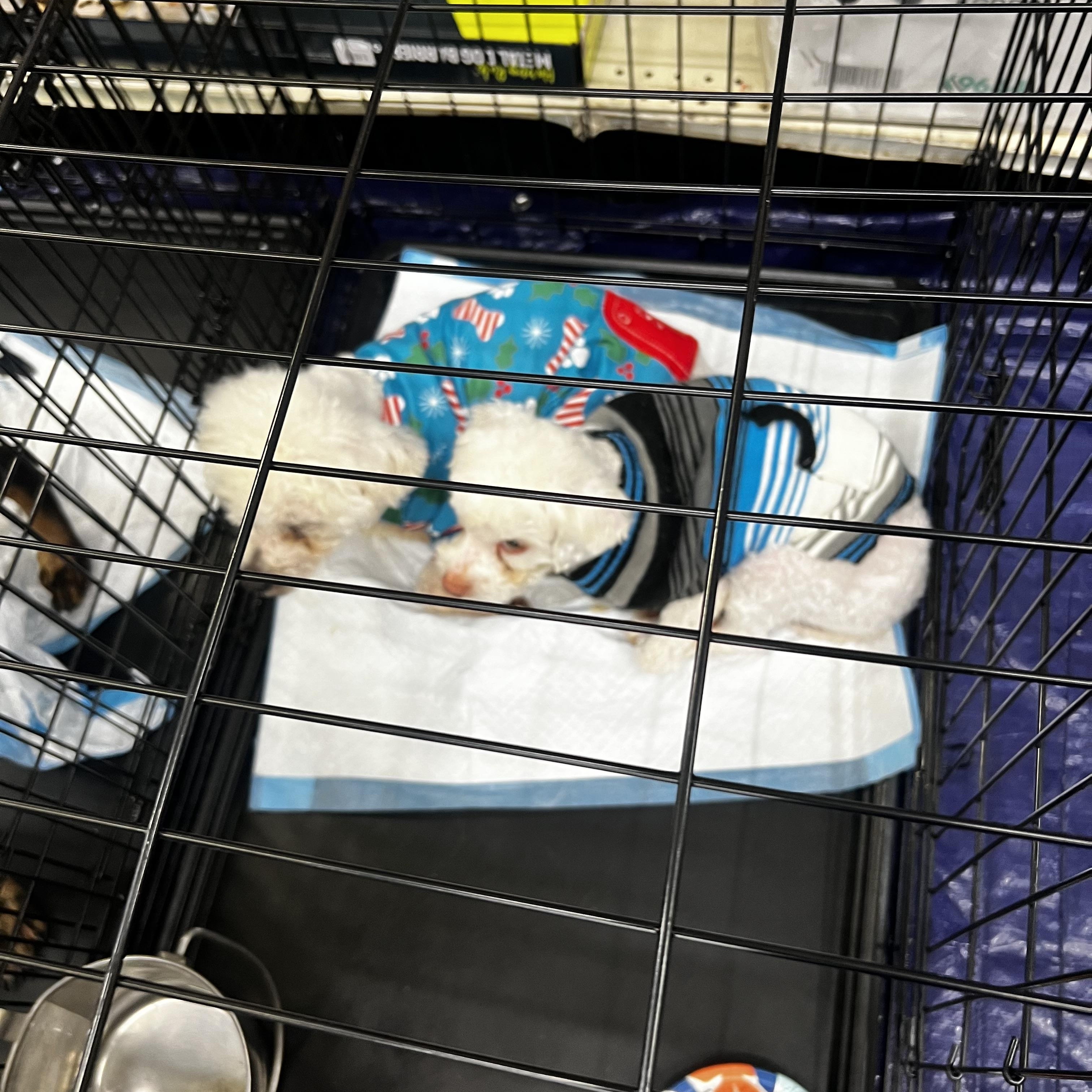 Enlarge Grayson - Local April 10-12, an adoptable mixed breed in Johnston, RI image 6/6