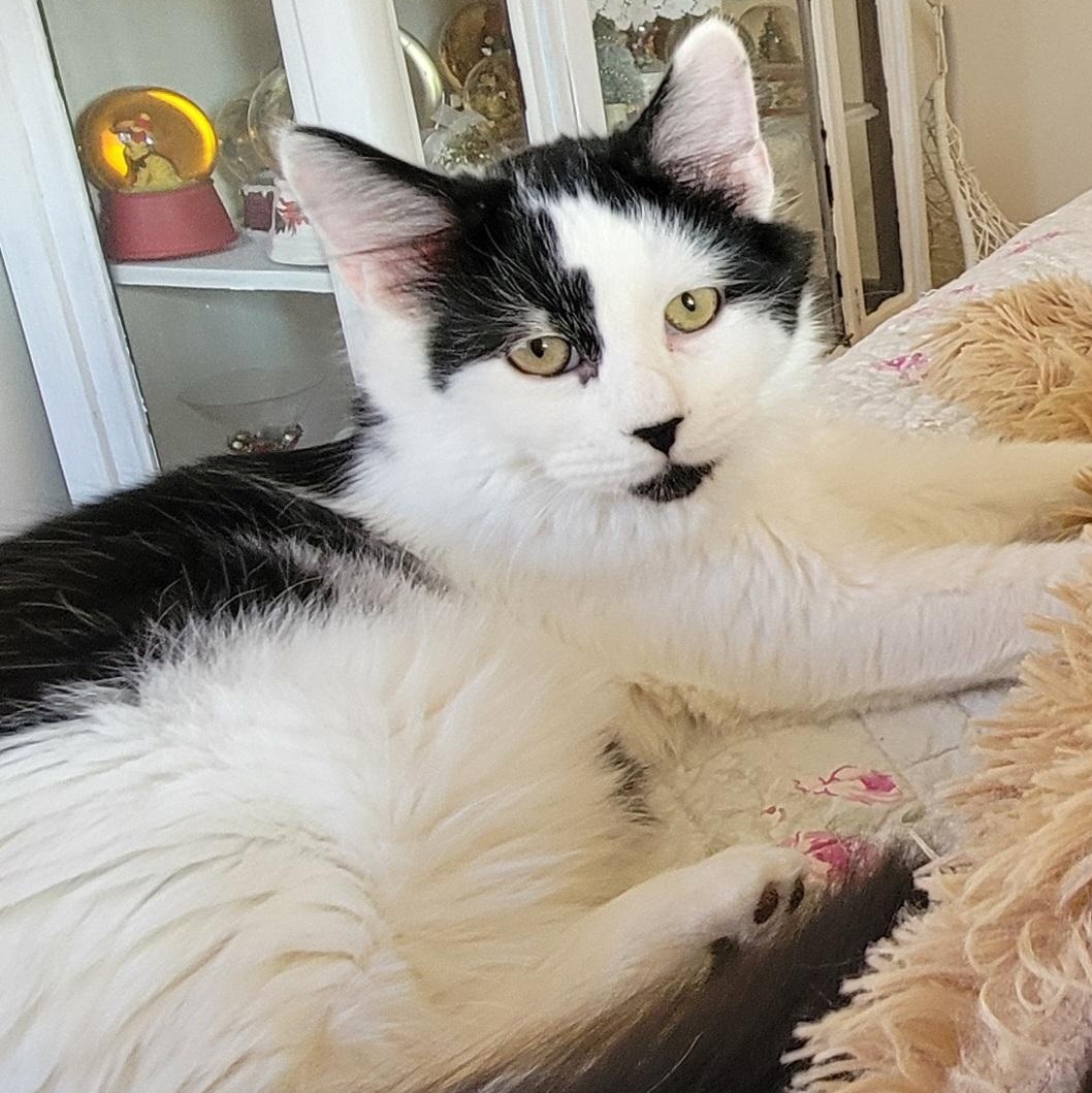 Brooks, ADOPTABLE, Young Male Domestic Long Hair.