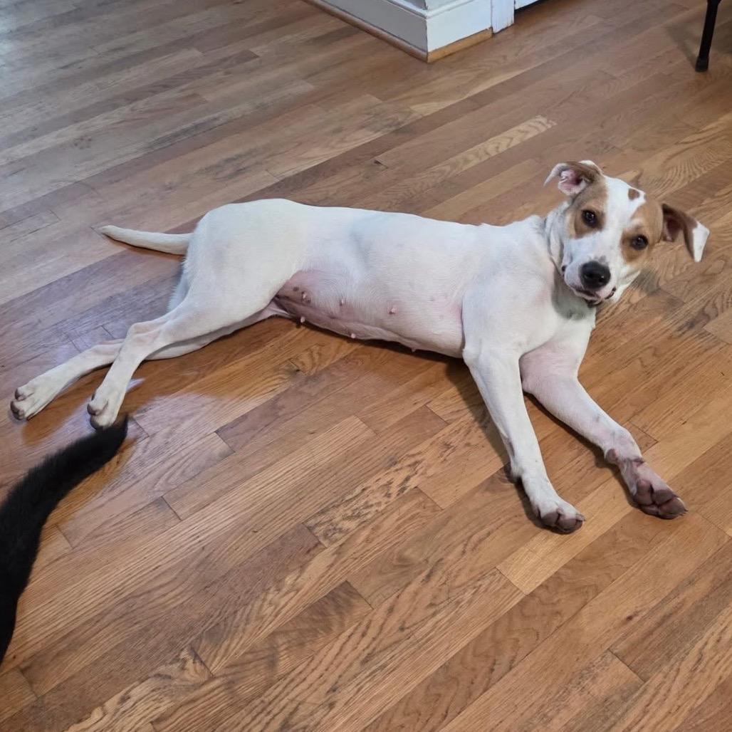 Hattie, Adoptable, Adult Female Mixed Breed.