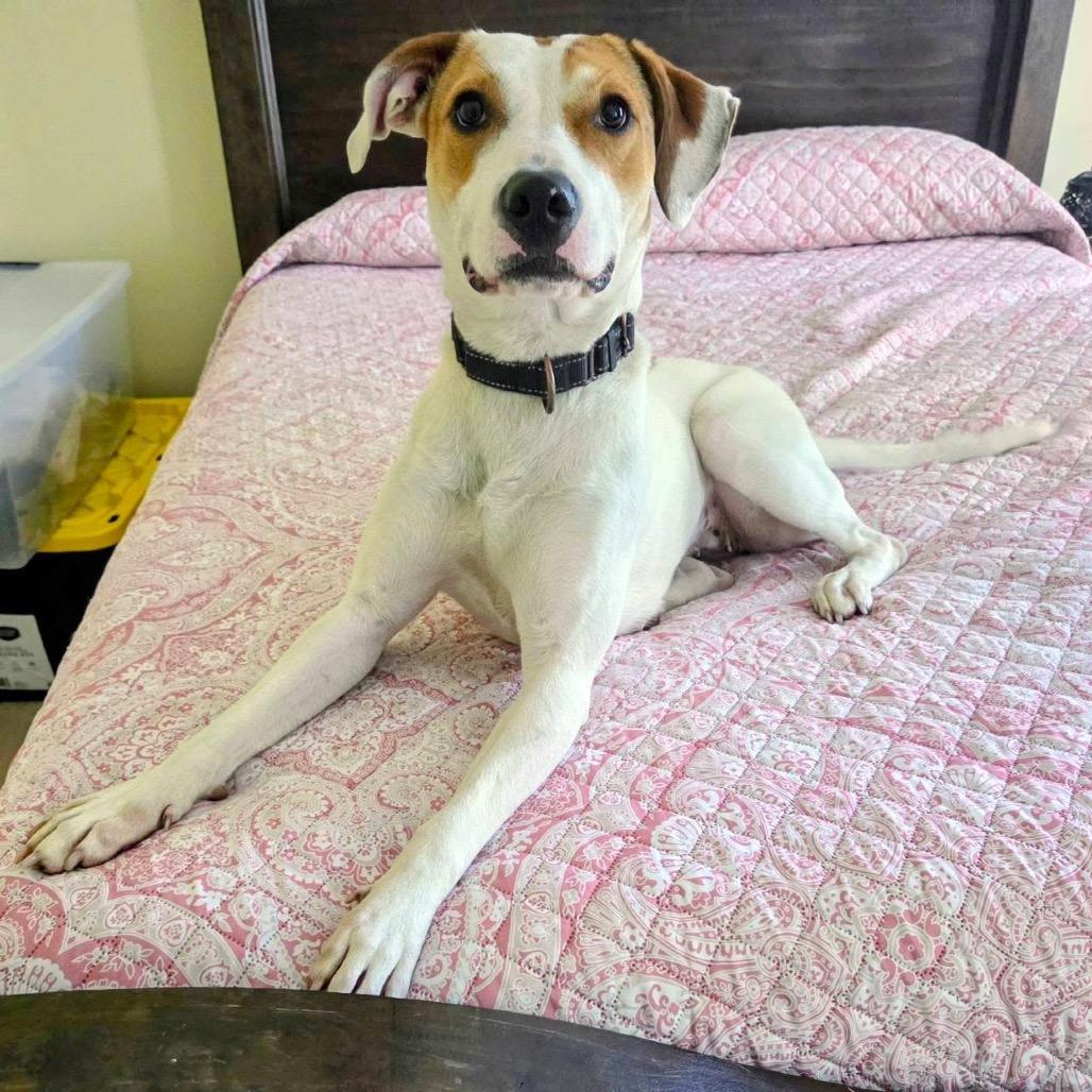 Enlarge Hattie, a Adoptable Mixed Breed in Fredericksburg, VA image 1/6