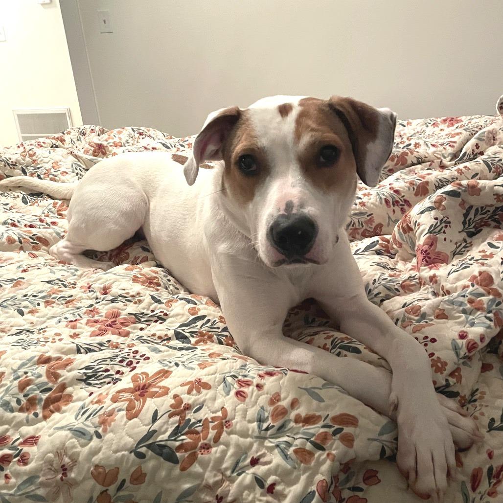 Enlarge Hattie, a Adoptable Mixed Breed in Fredericksburg, VA image 2/6