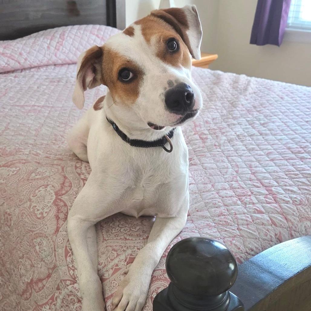 Enlarge Hattie, a Adoptable Mixed Breed in Fredericksburg, VA image 1/5