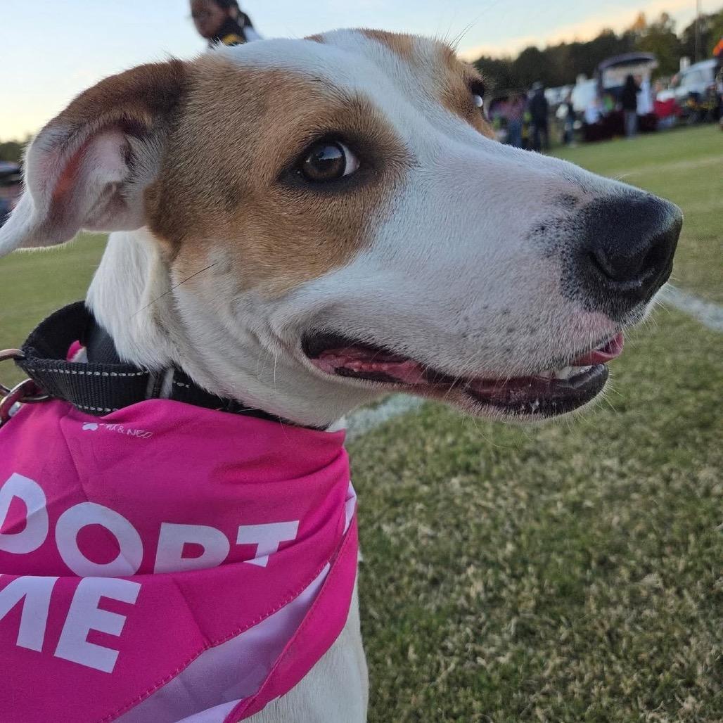 Hattie, Adoptable, Adult Female Mixed Breed.