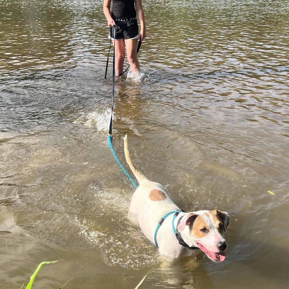 Enlarge Hattie, a Adoptable Mixed Breed in Fredericksburg, VA image 2/5