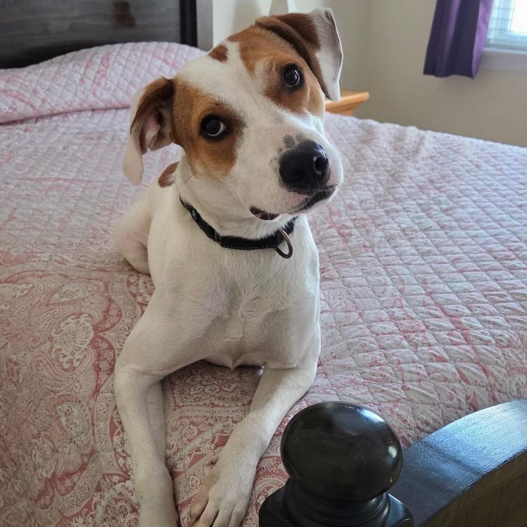 Enlarge Hattie, a Adoptable Mixed Breed in Fredericksburg, VA image 2/6