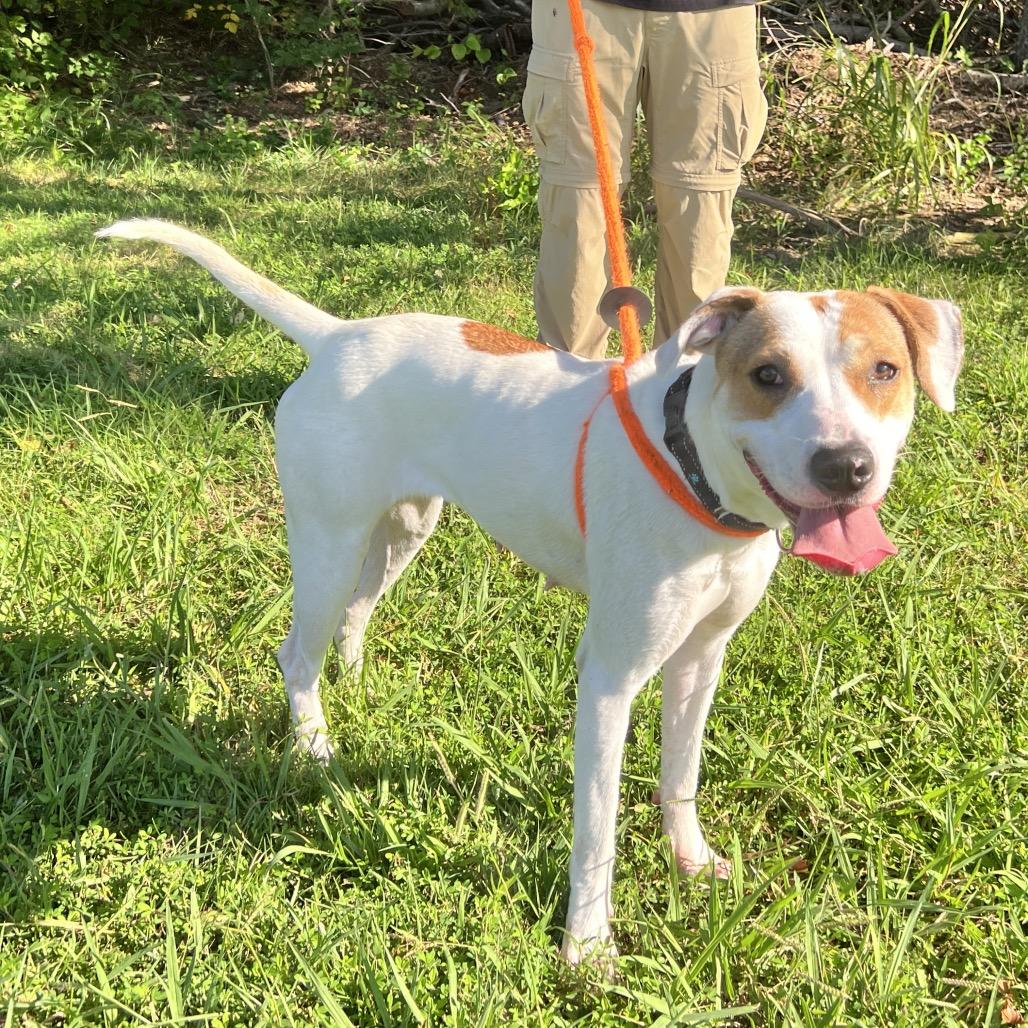 Hattie, a Adoptable Mixed Breed in Fredericksburg, VA image 3/6