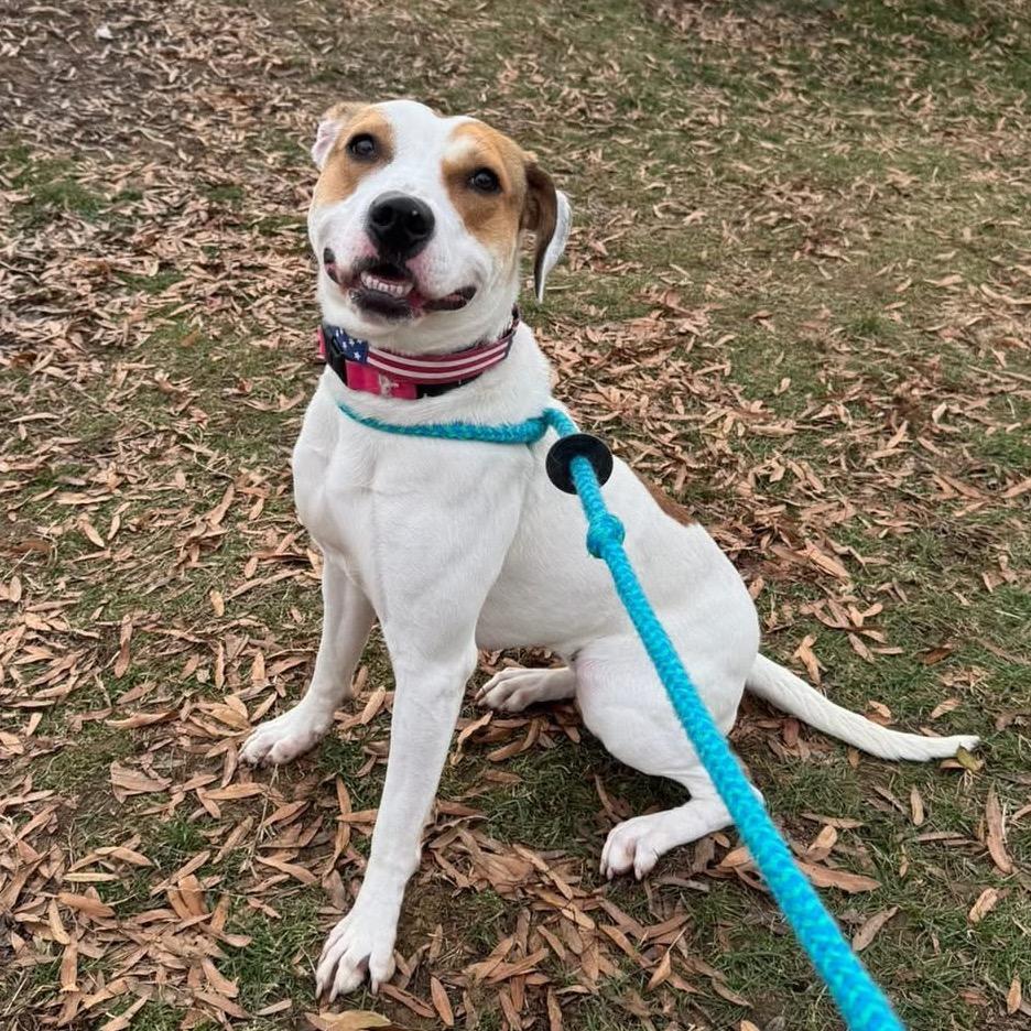 Hattie, a Adoptable Mixed Breed in Fredericksburg, VA image 3/6