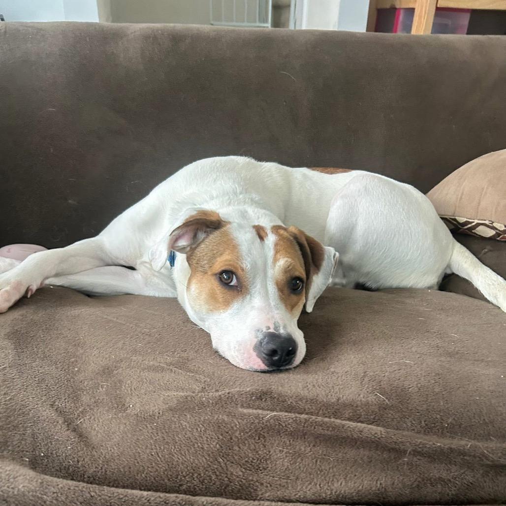 Enlarge Hattie, a Adoptable Mixed Breed in Fredericksburg, VA image 4/6