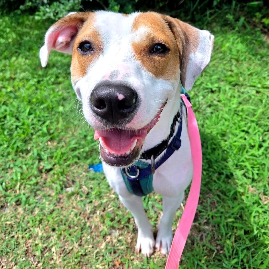 Enlarge Hattie, a Adoptable Mixed Breed in Fredericksburg, VA image 4/6