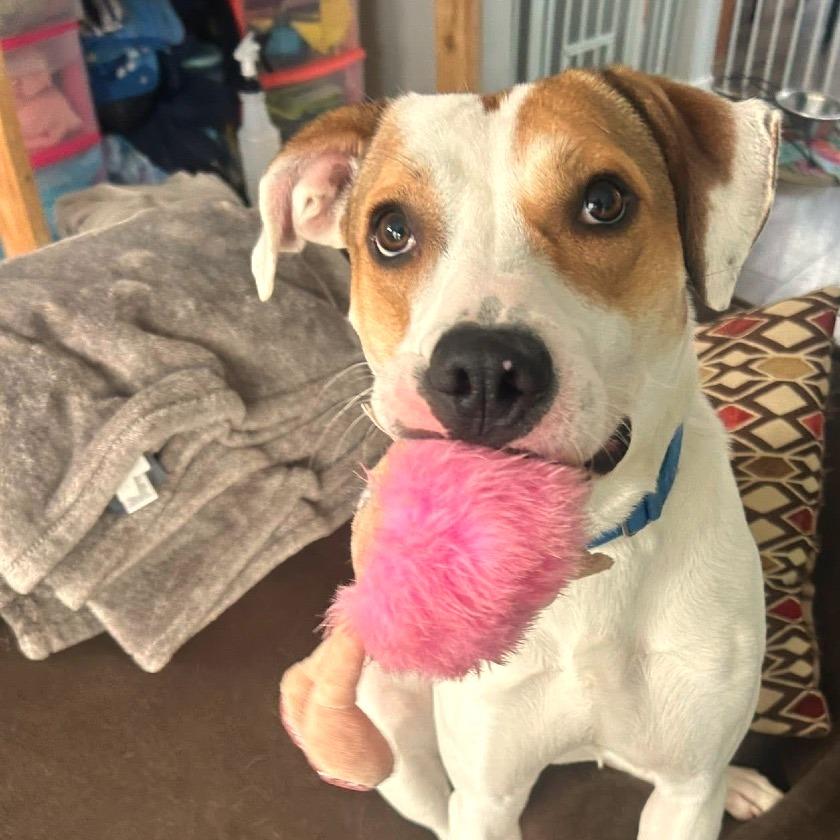 Enlarge Hattie, a Adoptable Mixed Breed in Fredericksburg, VA image 5/6