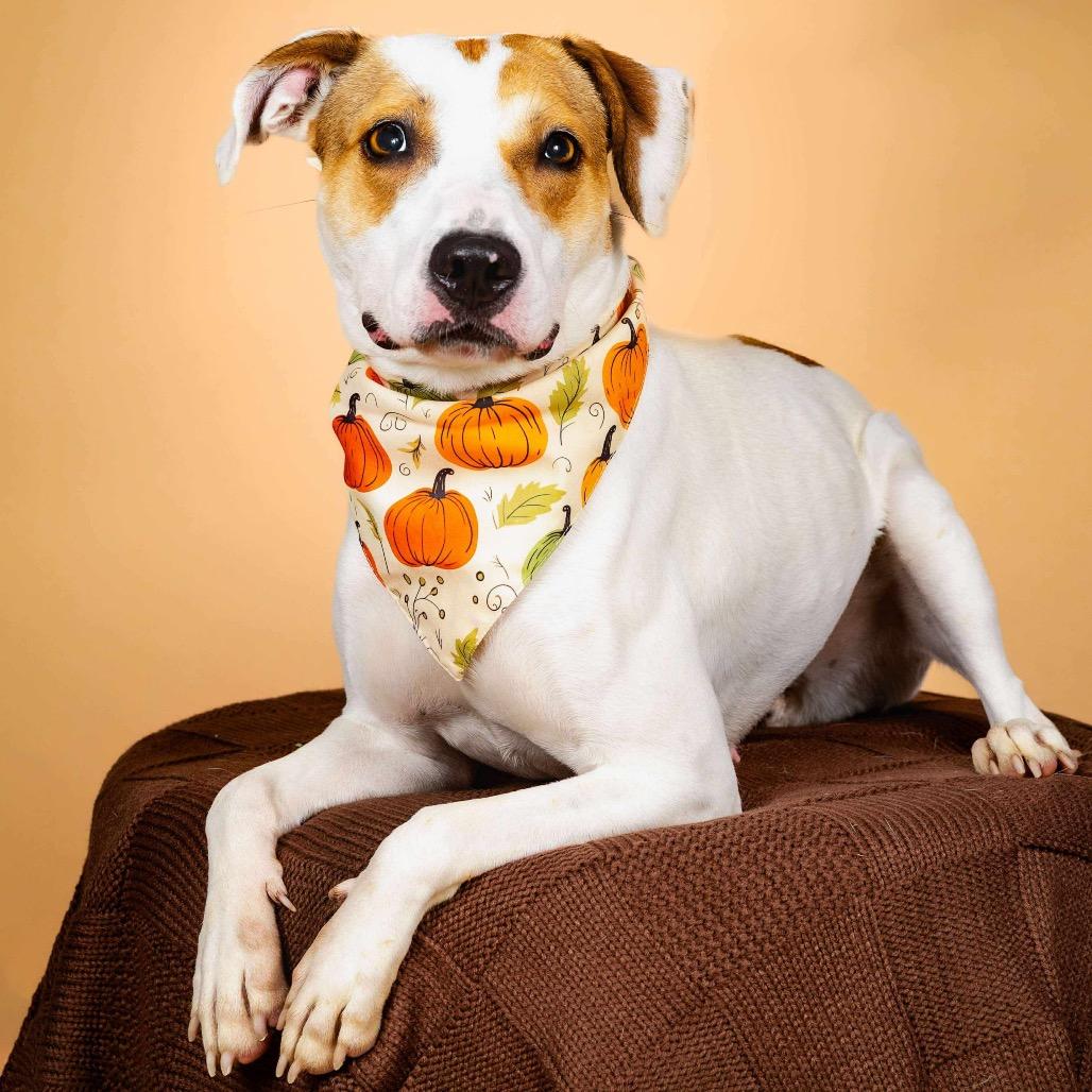 Enlarge Hattie, a Adoptable Mixed Breed in Fredericksburg, VA image 4/5