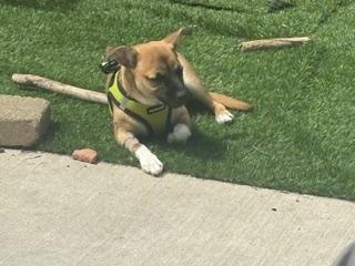 Enlarge Toby, a Adoptable mixed breed in Geneva, IL image 3/6