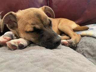 Enlarge Toby, a Adoptable mixed breed in Geneva, IL image 5/6