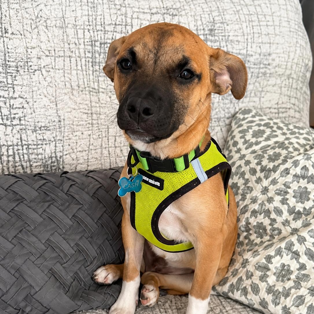 Enlarge Toby, a Adoptable mixed breed in Geneva, IL image 1/6