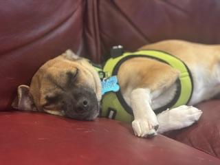 Enlarge Toby, a Adoptable mixed breed in Geneva, IL image 6/6